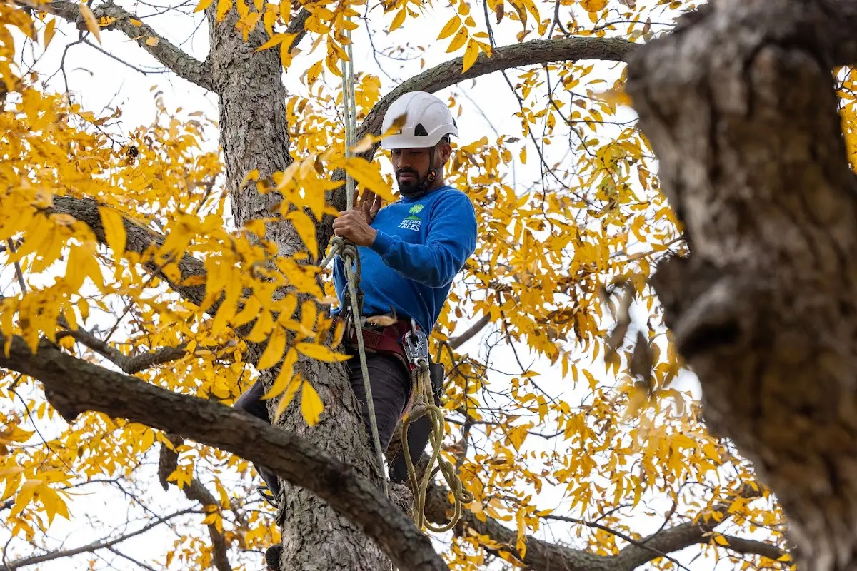 Skilled Dead Tree Removal crew working in Milton